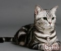 如何用喝剩的茶叶整理家里的猫毛