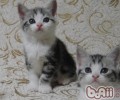 怎么让猫咪在搬迁前后适应环境
