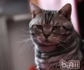 猫咪丢了怎样找回来