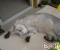 给猫咪喂药小好方法