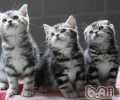 什么海鲜猫咪不可以吃