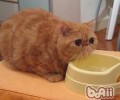 猫咪尾巴修剪注意事项