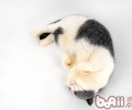 怎么防止猫咪吃植物的四个小常识