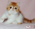 猫咪的猫抓板怎么挑选
