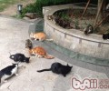 断奶猫咪怎么喂养