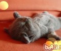 怎么给苏格兰折耳猫毛发护理