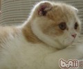 养殖苏格兰折耳猫的基本常识