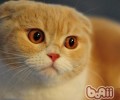 猫眯眼睛的护理技巧