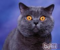 你知道成猫猫粮和幼猫猫粮的差异吗