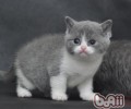 猫咪剃毛必备小工具