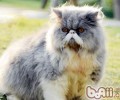 怎么正确的给波斯猫洗澡