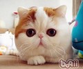 怎么区分加菲猫