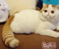 猫咪绝对不能吃的食物