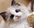 养殖布偶猫要预备些什么