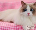 怎么正确的养殖布偶猫