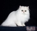 波斯猫是不是流眼泪便是患病呢？