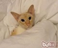 要点色短毛猫的喂养要求