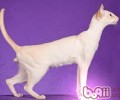 要点色短毛猫的维护常识