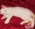 要点色短毛猫的性格特点