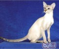 要点色短毛猫的形状特征