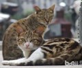 我国狸花猫的喂养要求