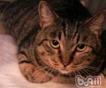 我国狸花猫的性格特点