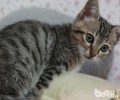我国狸花猫的形状特征