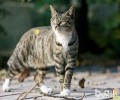 我国狸花猫的种类简介