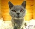 英国短毛猫的喂养要求
