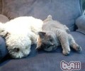 英国短毛猫的维护常识