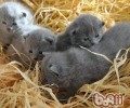 夏特尔猫的喂养要求
