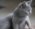 夏特尔猫的维护常识