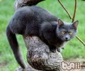 夏特尔猫的性格特点