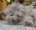 夏特尔猫的形状特征