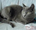 夏特尔猫的种类简介