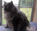 威尔士猫的喂养关键