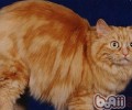 威尔士猫的形状特征