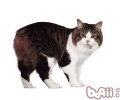 威尔士猫种类简介