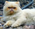 喜马拉雅猫的喂养要求