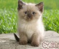 喜马拉雅猫的维护常识