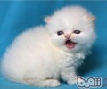 喜马拉雅猫的性格特点