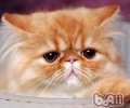 喜马拉雅猫的形状特征