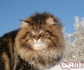 西伯利亚森林猫的喂养要求