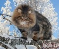 西伯利亚森林猫的维护常识