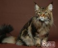西伯利亚森林猫的性格特点