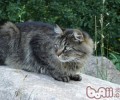 西伯利亚森林猫的形状特征