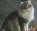 西伯利亚森林猫的种类简介