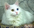 土耳其安哥拉猫的维护常识
