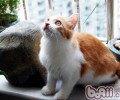 土耳其安哥拉猫的性格特点
