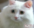 土耳其安哥拉猫的形状特征